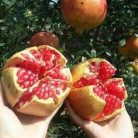 突尼斯无仔软籽石榴树苗石榴花盆栽地栽盆景室内阳台庭院绿植花卉|大红袍石榴 优质五年苗[拍一发二]