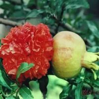 突尼斯无仔软籽石榴树苗石榴花盆栽地栽盆景室内阳台庭院绿植花卉|牡丹石榴 优质四年苗[拍一发二当年结果]