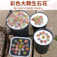 多肉植物生石花组合套餐送土送盆屁股花石头花绿植盆栽石生花