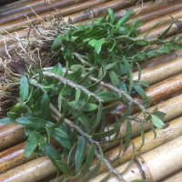 可食用雁荡山红杆铁皮石斛三年苗盆栽花绿植物室内外鲜条种苗