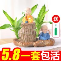 巴西木水养幸运木格鲁水培带盆栽可发芽办公室内桌面好养绿植物