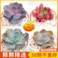 多肉植物含盆含土肉肉新手组合盆栽小绿植花卉大颗好养办公室桌面
