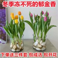 郁金香种球重瓣水培土培5度球室内花卉盆栽四季好养开花