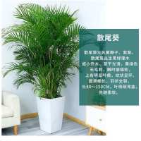 散尾葵大型绿植盆栽客厅办公室内植物花卉吸甲醛好养凤尾竹