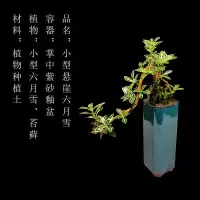 组合盆栽创意迷你六月雪文竹罗汉松鸭脚木室内办公桌摆好养微绿植|掌中盆栽[悬崖六月雪+紫砂H釉盆]