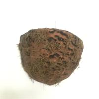 仿真燕子小鸟燕窝燕巢鸟窝春季美陈装饰品小燕子软装饰品仿真小鸟