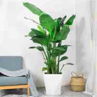 天堂鸟盆栽鹤望兰办公室大型花卉植物家居客厅净空气室内真花绿植