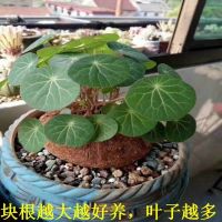 多肉植物龟盆栽,血藤,绿藤,小叶红藤山乌龟,金不换,四季常青绿植