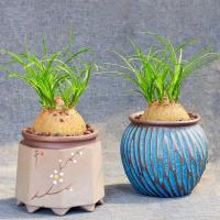 酒瓶兰 九品香兰幽香驱蚊室内耐阴常绿植物象腿树花卉盆栽