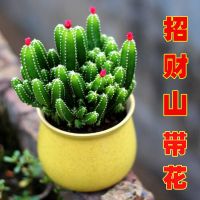 带盆栽好招山多肉植物绿植花卉盆栽组合仙人掌办公室桌面绿植