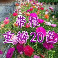 重瓣太阳花苗 盆栽绿植庭院阳台四季开花不断带 带土发货包对版