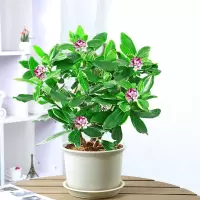 金边瑞香盆栽室内盆栽秋天开花冬天开花期长好看盆景香气浓郁