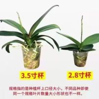 蝴蝶兰双剑成熟大苗新款客厅阳台净化空气及美化环境级盆栽花卉