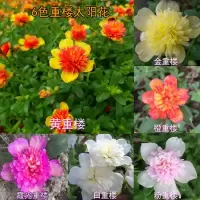 重瓣太阳花苗重楼阔叶马齿苋四季开花死不了针叶混色花卉阳台盆栽