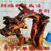 野生黄荆老桩室内外四季青园栽好养绿植物现挖树桩盆栽下山桩盆景