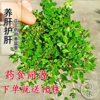 野生中药垂盆草可直接食用可种植垂藤植物现采现发养不死耐活