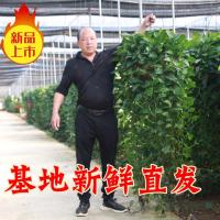 巨无霸长藤绿萝美化环境净化空气吸甲醛室内绿植盆栽基地直发