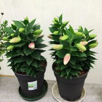 香水百合花种球盆栽带芽土培室内外绿植花卉风信子郁金香耐寒种子