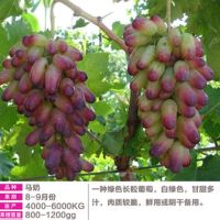 葡萄树苗盆栽南方北方种植巨峰葡萄苗蓝宝石大当年结果庭院