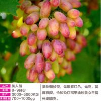 葡萄树苗盆栽南方北方种植巨峰葡萄苗蓝宝石大当年结果庭院