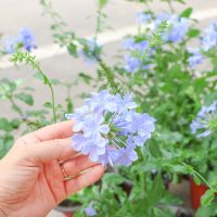 蓝雪花苗阳台盆栽观花耐热好养植物花园庭院爬藤攀援花白雪花藤本