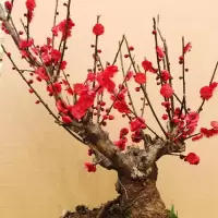 原生耐寒老桩梅花树苗骨里红梅花卉植物盆景