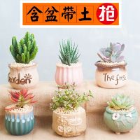 多肉植物组合盆栽好养玉露肉肉植物含花盆带土办公室桌面绿植花卉