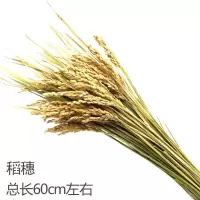 麦穗干花花束开业大麦客厅田园装饰稻穗摆件插花拍摄道具