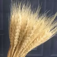 麦穗干花花束开业大麦客厅田园装饰稻穗摆件插花拍摄道具