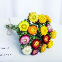 云南雏菊干花花束真花风干ins装饰摆件文艺插花摆设装饰