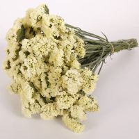 云南勿忘我干花花束买一斤送一斤满天星干花客厅摆件花束真花