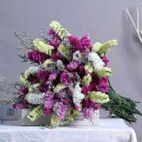 云南满天星勿忘我干花束大束 客厅装饰品摆件真花花卉鲜花插花