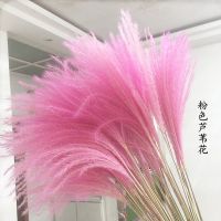 粉色芦苇干花麦穗花束拂尘花婚庆拍摄家居橱窗落地装饰