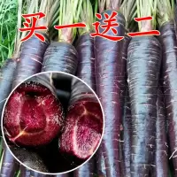 高产红胡萝卜种子农家甜樱桃水果萝卜种籽夏秋季庭院种植蔬菜种孑