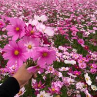 波斯菊花种子格桑花种籽子花期长易种活花海室外七彩野花组合种孑