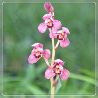 兰花苗建兰蕙兰春兰春剑莲瓣兰寒兰室内绿植开花