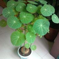 山乌龟金不换多肉招聚爬藤四季常青客厅室内室外盆栽盆景好养