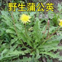 野生蒲公英种子的种籽种植婆婆丁浦公英四季盆栽食用蔬菜野菜苗孑