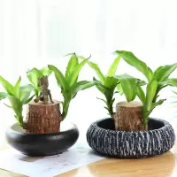 巴西木水养幸运木格鲁办公室桌面小盆栽室内水培花卉树桩绿植物