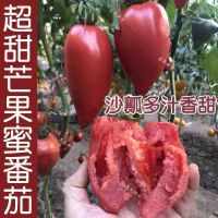 甜芒果蜜番茄种子春秋季播水果蔬菜籽盆栽果味沙瓤老西红柿种子