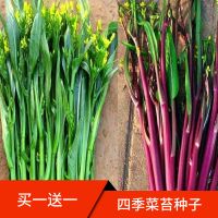 25天四季甜菜心种子盆栽田园春季秋季冬季佳品绿蔬菜苔广东油青种
