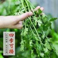 四季香菜种子室内盆栽小香菜阳台蔬菜种子大叶香菜易种芫荽香菜种