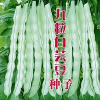 九粒白芸豆种子豆角四季豆架豆种高产春季四季农家菜园蔬菜种子