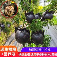 树木花木果树高压嫁接生扦插嫁接枝条繁殖盒子黑膜嫁接带