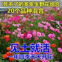耐寒花种多年生野花组合种子四季开花不断花籽庭院易种活室外花子