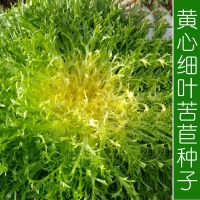 黄心细叶苦苣苦菊种子农家春秋四季播阳台种菜盆栽蔬菜种子