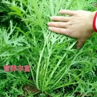 雪里红种子雪菜咸菜种子蔬菜种孑农家秋冬种植大叶小叶雪里蕻籽