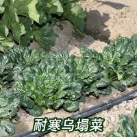 乌塌菜种子菊花心黄心菜种子百叶菜黑青菜四季农家阳台种植