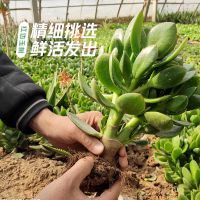 玉树盆栽老桩大叶玉树耐旱办公室内阳台客厅好养多肉植物燕子掌