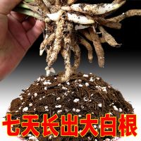 兰花土土君子兰土绿萝吊兰土铁皮石斛植料扦插育苗松针土